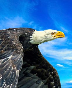 Eagle Flying