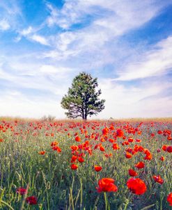 Poppy Garden