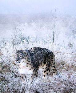 Snow Leopard