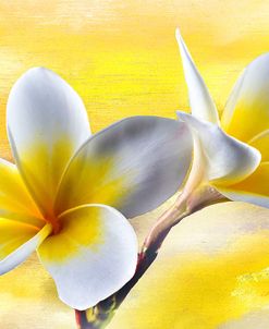 Plumeria