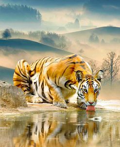 Tiger Drinking Water