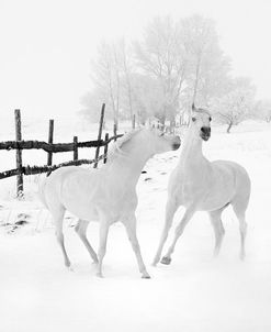 Winter Horses