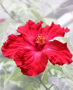 Red Is Beautiful
