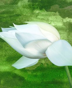 White Lotus