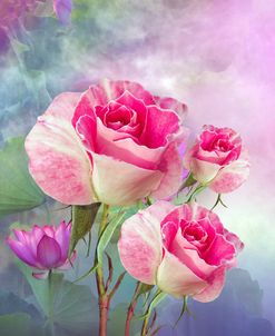 Pink Roses