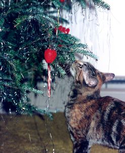 Cat and the Christmas Tree