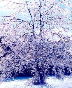 Ice On Persimmon Tree