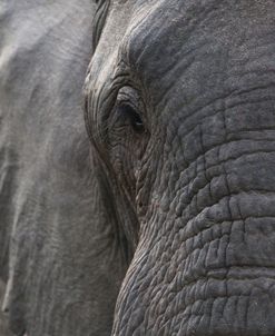 Elephant Eye