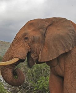 Elephant Side View