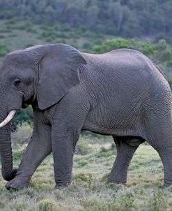 Elephant Stroll
