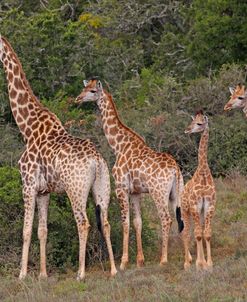Giraffe Family