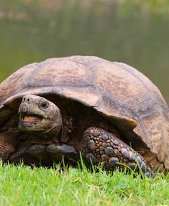 Leopard Tortoise