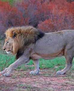 Walk Like A Lion