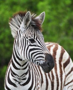 Zebra On Green