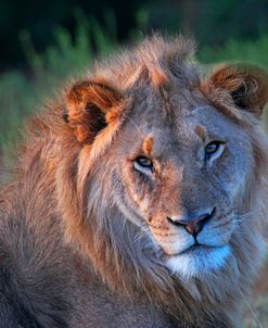 Lion Kind