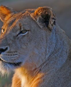 Lioness Portrait