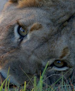 Lioness Up-Close