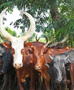 Ankole Cattle Line