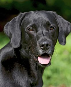Black Lab Buddy