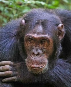 Contemplative Chimpanzee