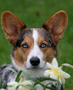 Corgi Eyes