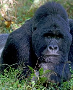 Gentle Giant