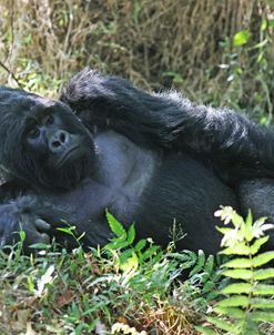 Reclining Silverback