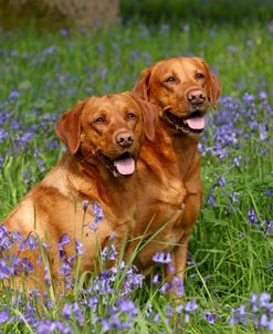 Red Lab Pals