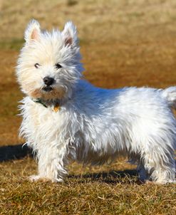 Westie White
