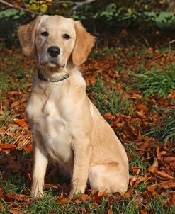 Goldie Girl
