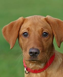 Little Red Lab