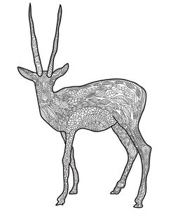 Antelope