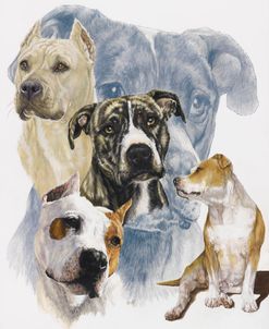 American Staffordshire Terrier