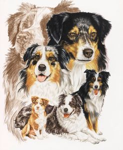 Australian Shepherds