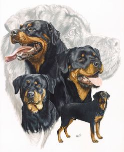 Rottweiler