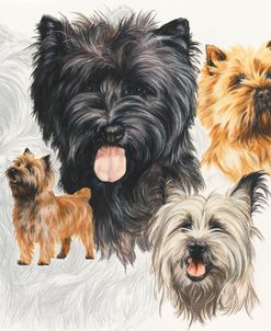 Cairn Terrier