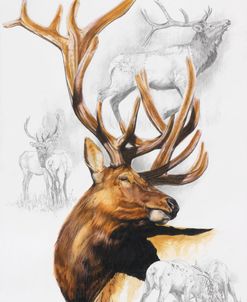 Elk