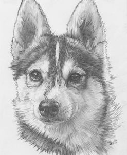 Alaskan Klee Kai