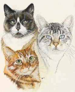 American Shorthair 2