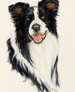 Border Collie