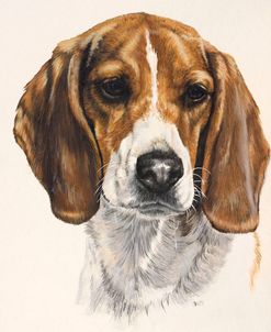 Beagle