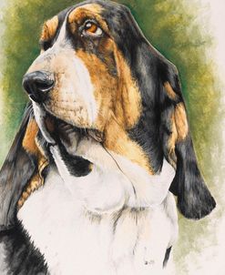 Basset Hound