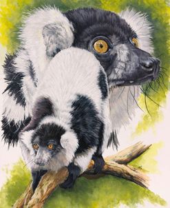 Black & White Lemur