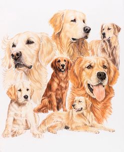 Golden Retriever 3