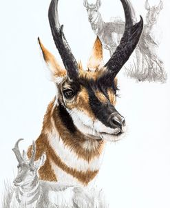 Pronghorn