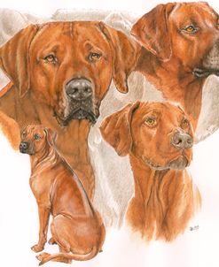 Rhodisian Ridgeback