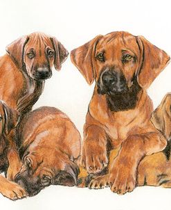 Rhodisian Ridgeback Puppies