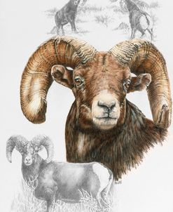 Big Horn Sheep