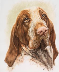 Bracco Italiano 2