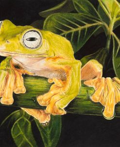 Musky Flying Frog